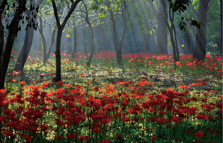 상림에 만개한 붉은 꽃무릇 ⓒshutterstock