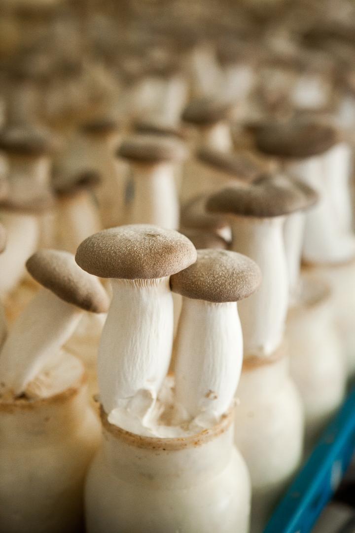 석이버섯 이미지