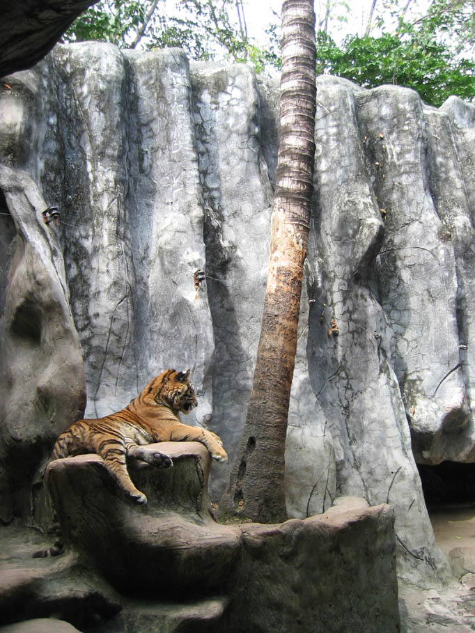 호랑이  관련 이미지0