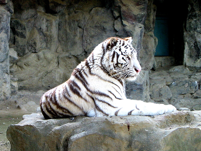 호랑이  관련 이미지1