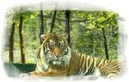 호랑이  관련 이미지2