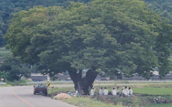 정자나무    관련 이미지0