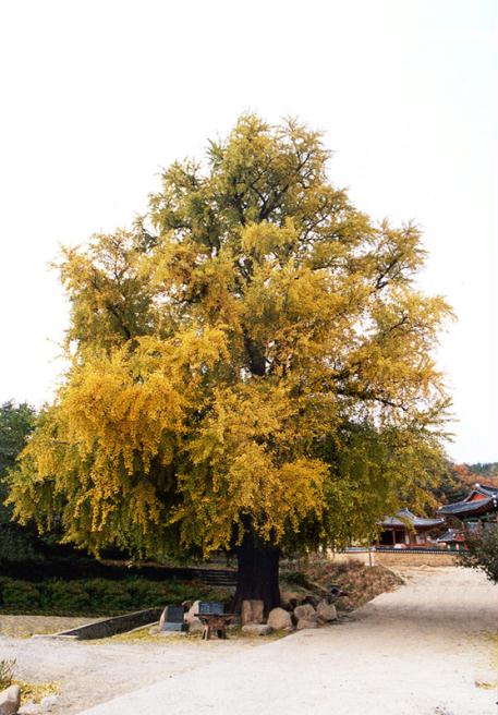 정자나무    관련 이미지1