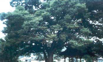 정자나무    관련 이미지2