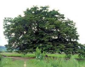 정자나무    이미지